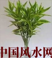 丽江十二生肖养什么植物最旺财运？你知道吗！